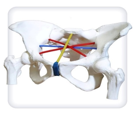 Тренажер для отработки навыков пельвиометрии